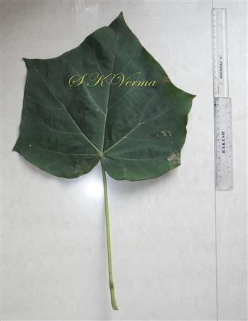  Leaf (Adaxial view)